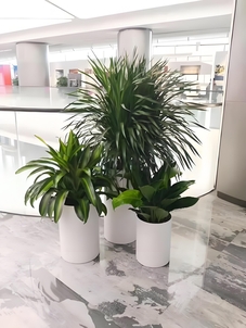 奉化花木租赁价格实惠